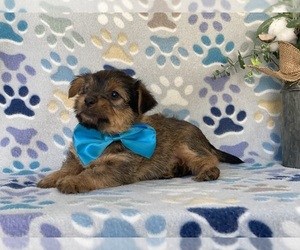 Carkie Puppy for sale in LANCASTER, PA, USA