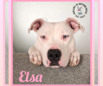 Small #4 American Pit Bull Terrier Mix