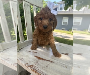 Goldendoodle (Miniature) Puppy for sale in CALIFORNIA, MO, USA