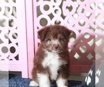 Image preview for Ad Listing. Nickname: Brownie