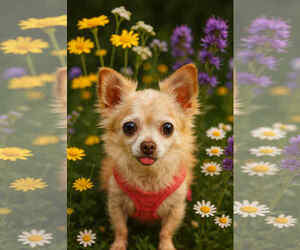 Chihuahua Dogs for adoption in Gulfport, MI, USA