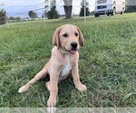 Puppy Green Collar Labrador Retriever