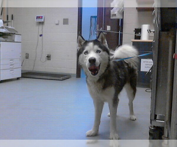 Medium Photo #1 Siberian Husky Puppy For Sale in Fayetteville, NC, USA