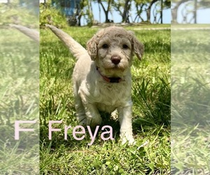 Bernedoodle Puppy for sale in STATESVILLE, NC, USA