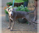 Small #3 Mutt