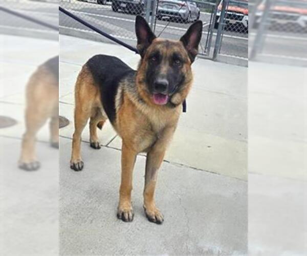 Medium Photo #1 German Shepherd Dog-Unknown Mix Puppy For Sale in Downey, CA, USA