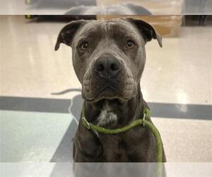 Mutt Dogs for adoption in Santa Rosa, CA, USA