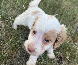 Brittnepoo Puppy for sale in BIG LAKE, MN, USA
