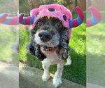 Small Photo #4 Cocker Spaniel Puppy For Sale in Arlington, VA, USA