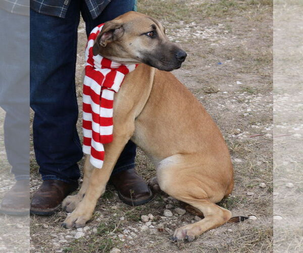 Medium Photo #2 Great Dane-Unknown Mix Puppy For Sale in Bandera, TX, USA