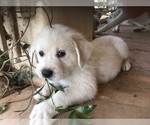 Small Photo #3 Great Pyrenees Puppy For Sale in CORNVILLE, AZ, USA