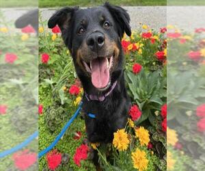 Labrottie Dogs for adoption in Anchorage, AK, USA