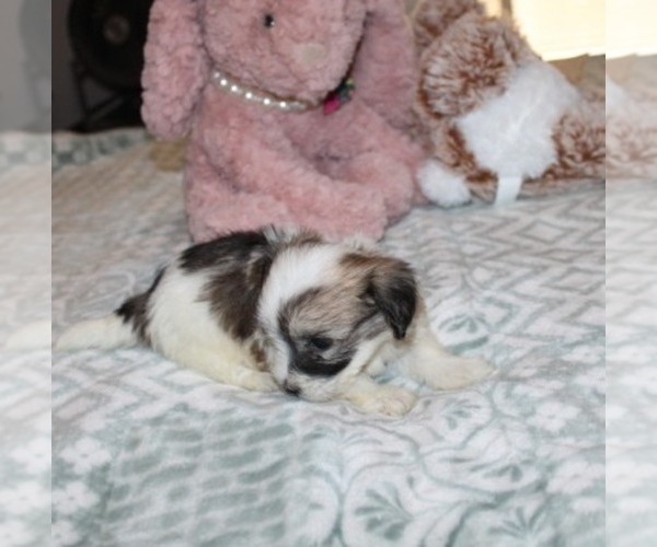 Medium Photo #1 Havanese Puppy For Sale in THAYER, KS, USA