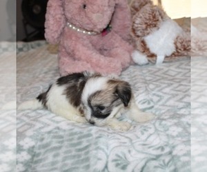 Havanese Puppy for sale in THAYER, KS, USA