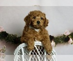 Puppy Worf AKC Poodle (Miniature)