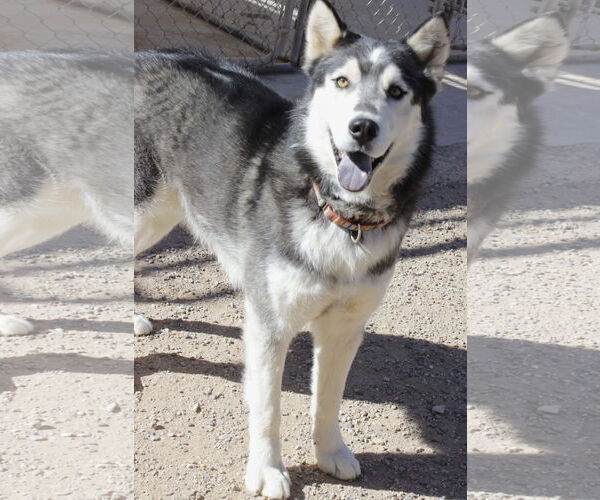 Medium Photo #3 Siberian Husky Puppy For Sale in Cedar Crest, NM, USA