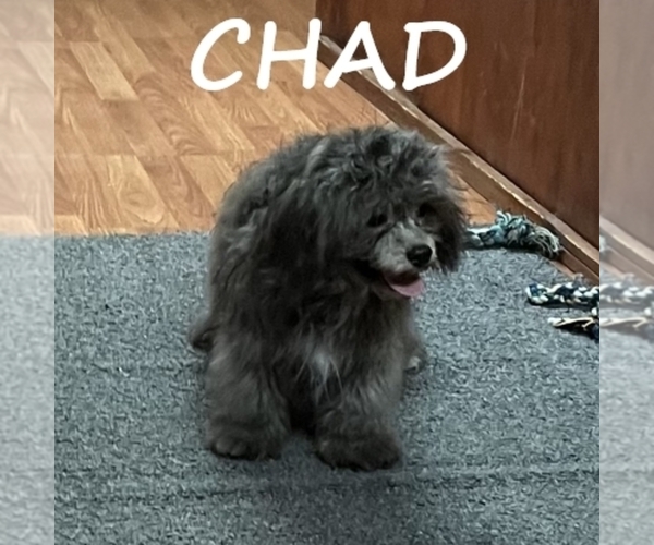 Medium Photo #4 Shih-Poo Puppy For Sale in HARTLAND, MN, USA