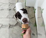 Small #12 Pointer Mix