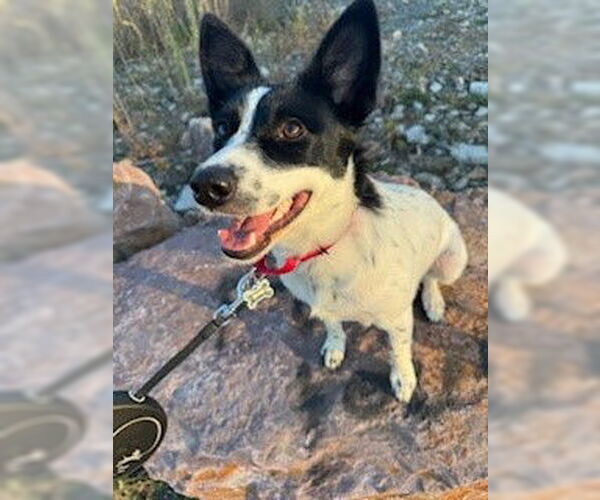 Medium Photo #6 Feist Terrier-Unknown Mix Puppy For Sale in Newfoundland, PA, USA