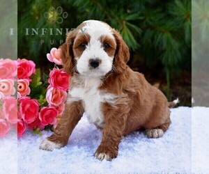 Cock-A-Poo Puppy for sale in AARONSBURG, PA, USA