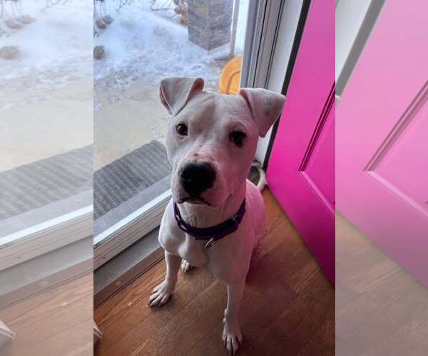 Medium Photo #4 American Pit Bull Terrier-Unknown Mix Puppy For Sale in pomfret, CT, USA