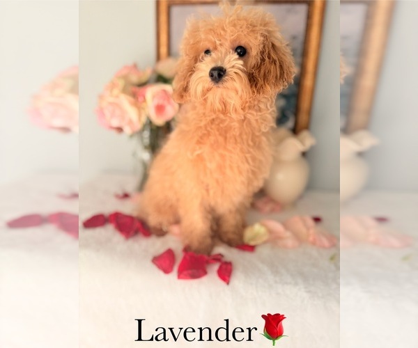 Medium Photo #10 Poodle (Toy) Puppy For Sale in MURFREESBORO, TN, USA