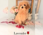 Small #9 Poodle (Toy)