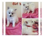 Small Photo #6 Pomeranian Puppy For Sale in EL PASO, TX, USA
