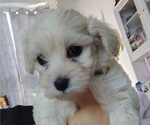 Puppy Puppy 1 Maltipoo (Miniature)