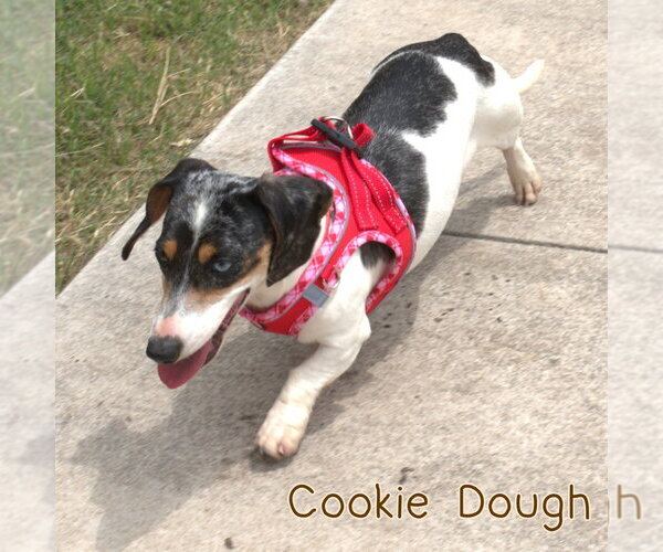 Medium Photo #4 Dachshund Puppy For Sale in San Antonio, TX, USA
