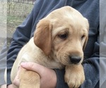 Small Photo #5 Labrador Retriever Puppy For Sale in MANES, MO, USA