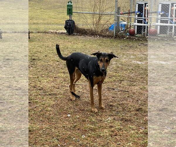 Medium Photo #4 Eurasier-German Shepherd Dog Mix Puppy For Sale in Front Royal, VA, USA