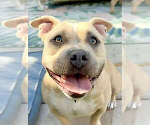 American Pit Bull Terrier-Unknown Mix Dogs for adoption in Citrus Heights, CA, USA