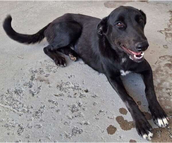 Medium Photo #3 Labrador Retriever-Unknown Mix Puppy For Sale in San Diego, CA, USA