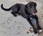 Small #2 Labrador Retriever Mix