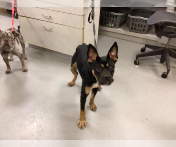 Medium Photo #1 German Shepherd Dog-Unknown Mix Puppy For Sale in Riverside, CA, USA