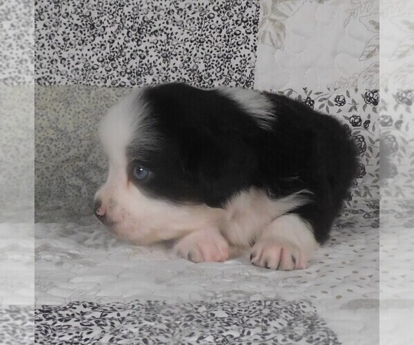 Medium Photo #7 Miniature Australian Shepherd Puppy For Sale in HARRISON, OH, USA