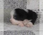 Small #6 Miniature Australian Shepherd