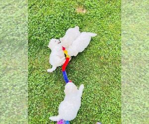 Poodle (Miniature) Puppy for sale in BEDFORD HILLS, NY, USA