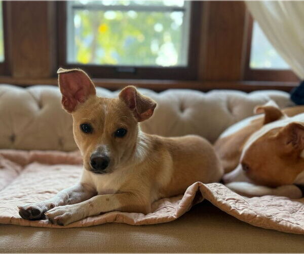 Medium Photo #11 Chihuahua-Unknown Mix Puppy For Sale in Grafton, WI, USA