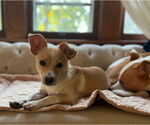 Small #10 Chihuahua Mix