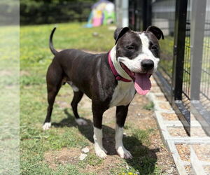 American Pit Bull Terrier Dogs for adoption in Virginia Beach, VA, USA