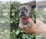 Small Photo #5 French Bulldog Puppy For Sale in METUCHEN, NJ, USA