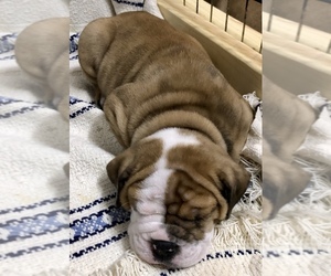 Olde English Bulldogge Puppy for sale in ROCHESTER, MN, USA