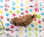 Small #3 Cavapoo (Miniature)-Poodle (Toy) Mix