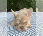 Small Photo #7 French Bulldog Puppy For Sale in BREMEN, IN, USA