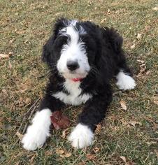 Bernedoodle Puppy for sale in SPRINGFIELD, IL, USA