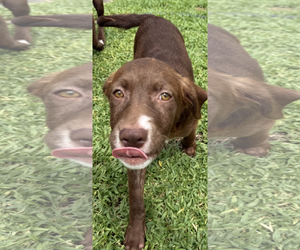 Rosalee * - Female Labrador Retriever-Unknown Mix Dog for Adoption - Photo #4