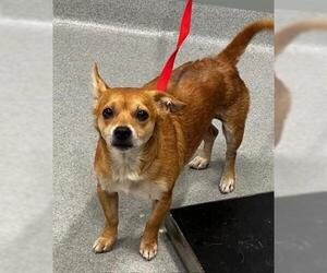 Mutt Dogs for adoption in San Martin, CA, USA