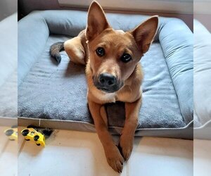 Finnish Spitz-Labrador Retriever Mix Dogs for adoption in The Woodlands, TX, USA